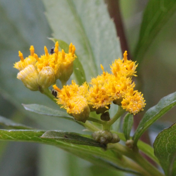 Aromathérapie : quel avenir ?