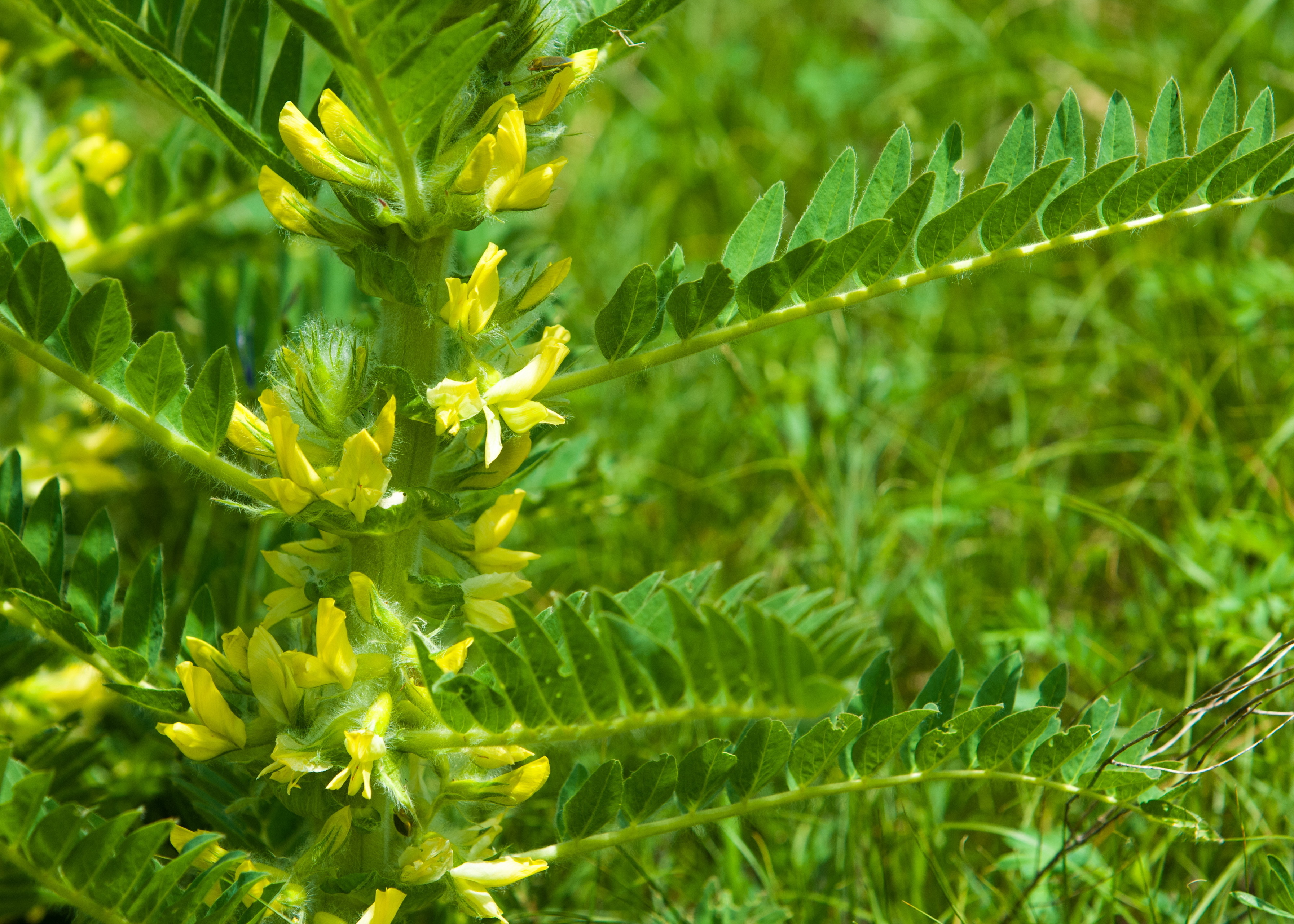 Coronavirus (covid 19) : quelles alternatives en médecine naturelle ?