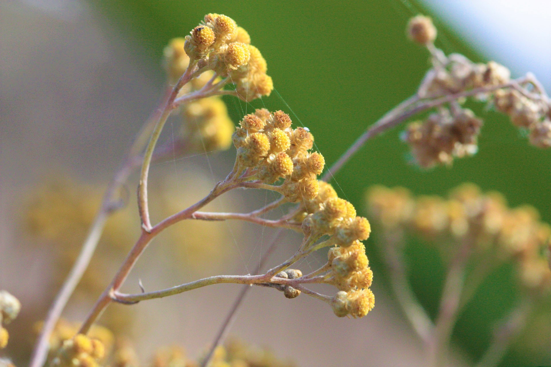 Coronavirus : que faire en aromathérapie (huiles essentielles) ?