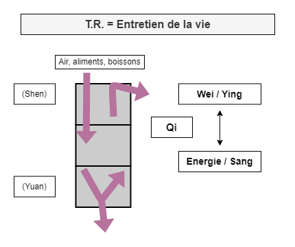 L'homme et les fonctions d'entretien de la vie